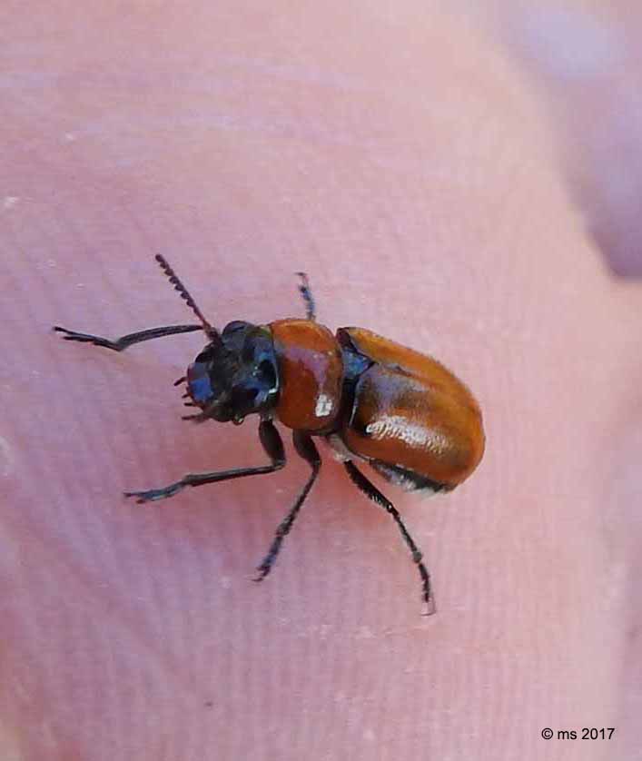 Coptocephala raffrayi, maschio (Chrysomelidae)